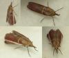 Etiella zinckenella